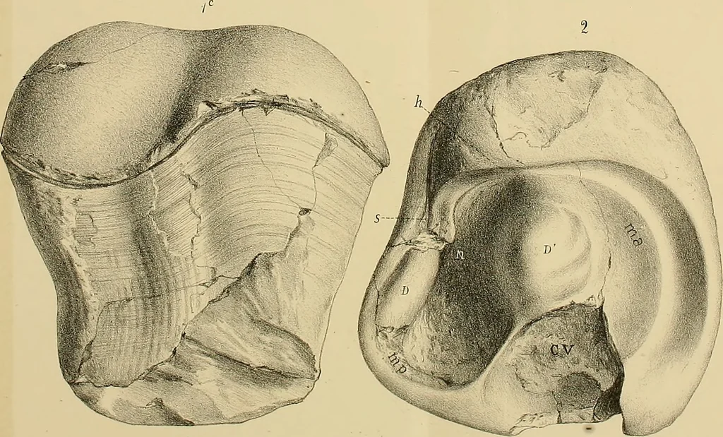 An illustration from Atti della Accademia di scienze, lettere e arti di Palermo., 1845, leaf 108
