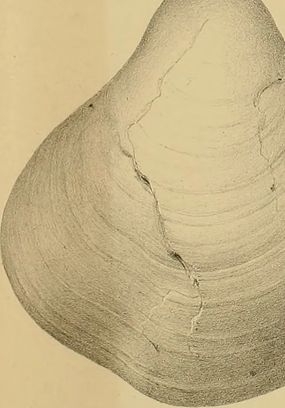 An illustration from Atti della Accademia di scienze, lettere e arti di Palermo., 1845, leaf 112