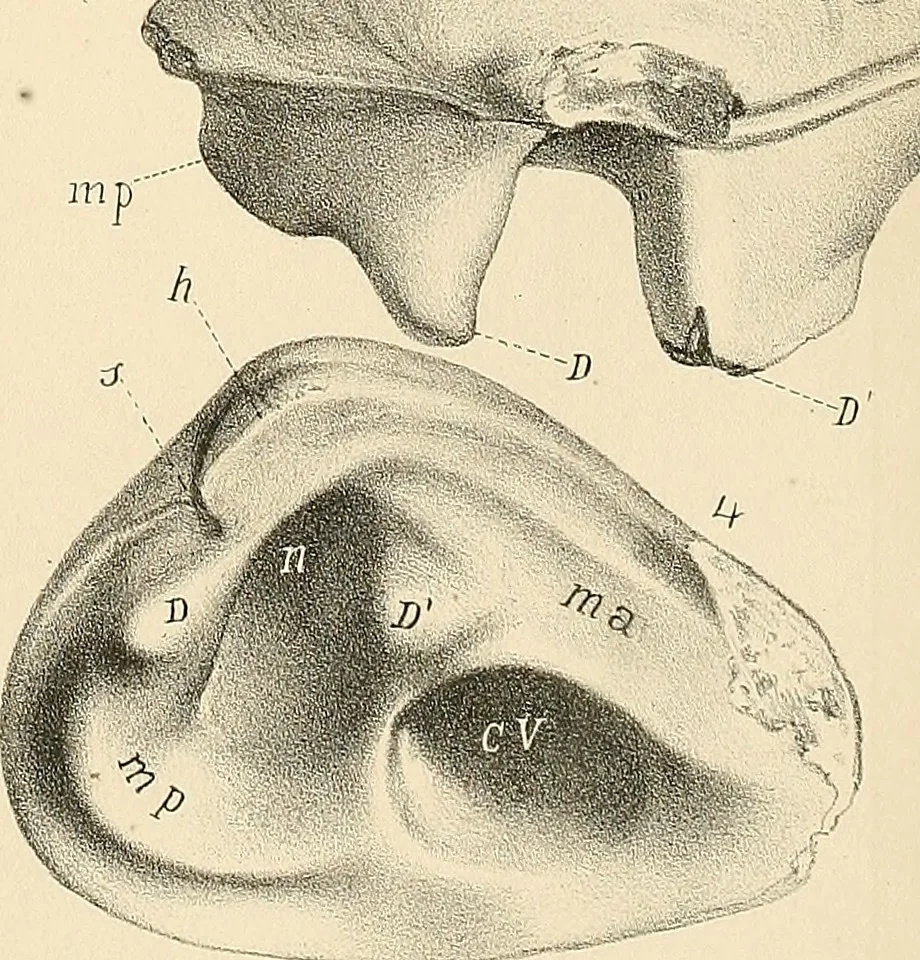 An illustration from Atti della Accademia di scienze, lettere e arti di Palermo., 1845, leaf 124