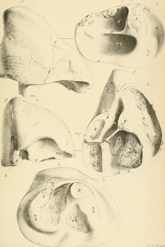 An illustration from Atti della Accademia di scienze, lettere e arti di Palermo., 1845, leaf 128