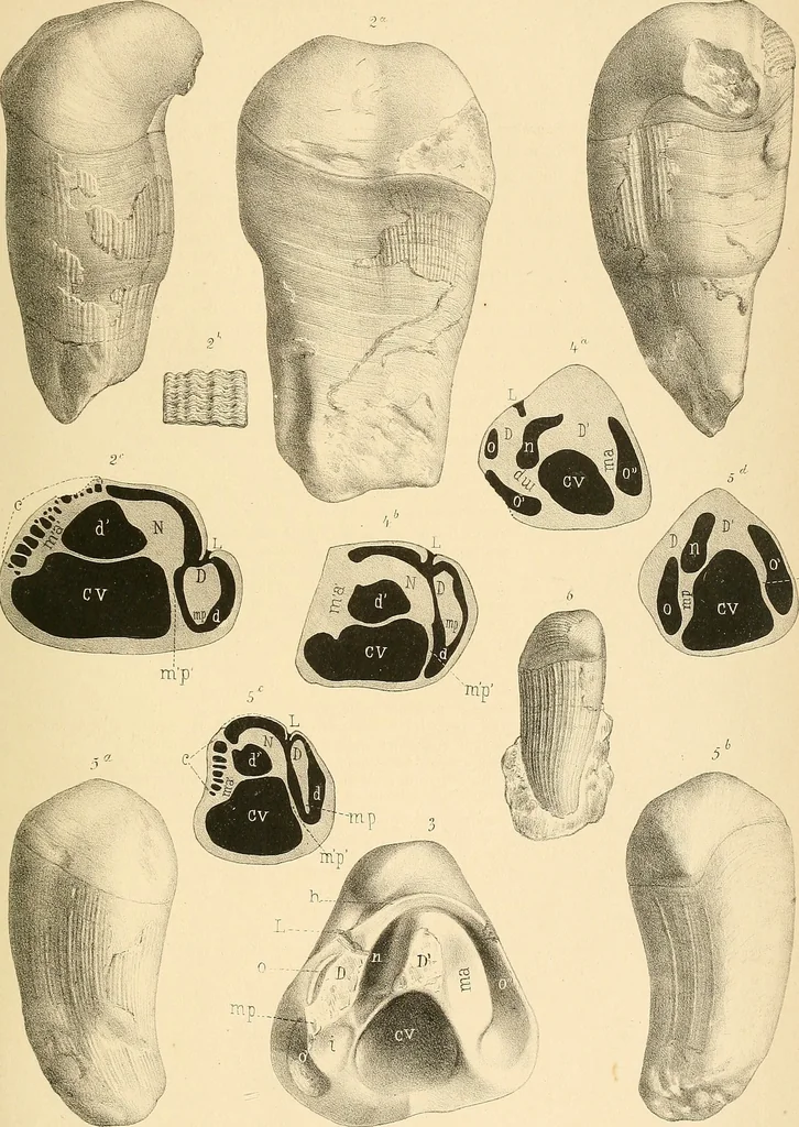 An illustration from Atti della Accademia di scienze, lettere e arti di Palermo., 1845, leaf 134