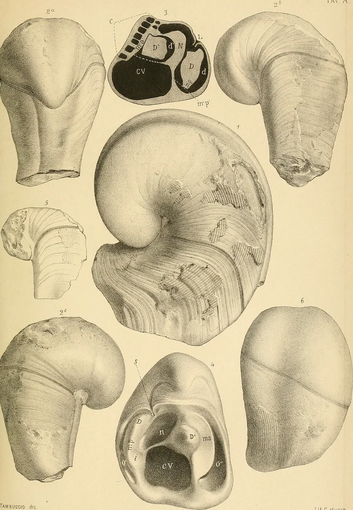 An illustration from Atti della Accademia di scienze, lettere e arti di Palermo., 1845, leaf 140