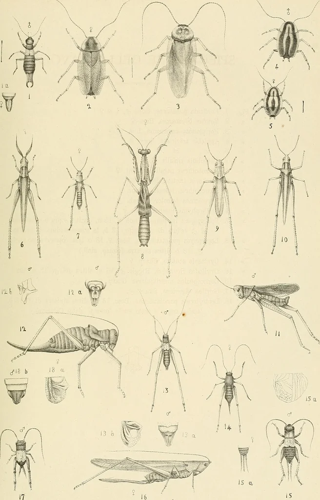 An illustration from Atti della Accademia di scienze, lettere e arti di Palermo., 1845, leaf 188