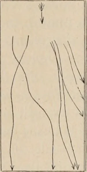 An illustration from Attractions & oscillations des animaux marines sous l'influence de la lumière. Recherches nouvelles relatives au phototactisme et au phototropisme, 1905, leaf 31
