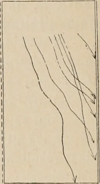 An illustration from Attractions & oscillations des animaux marines sous l'influence de la lumière. Recherches nouvelles relatives au phototactisme et au phototropisme, 1905, leaf 31
