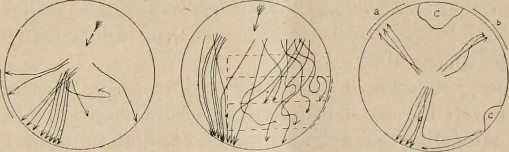 An illustration from Attractions & oscillations des animaux marines sous l'influence de la lumière. Recherches nouvelles relatives au phototactisme et au phototropisme, 1905, leaf 32