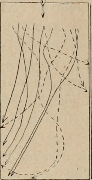 An illustration from Attractions & oscillations des animaux marines sous l'influence de la lumière. Recherches nouvelles relatives au phototactisme et au phototropisme, 1905, leaf 32