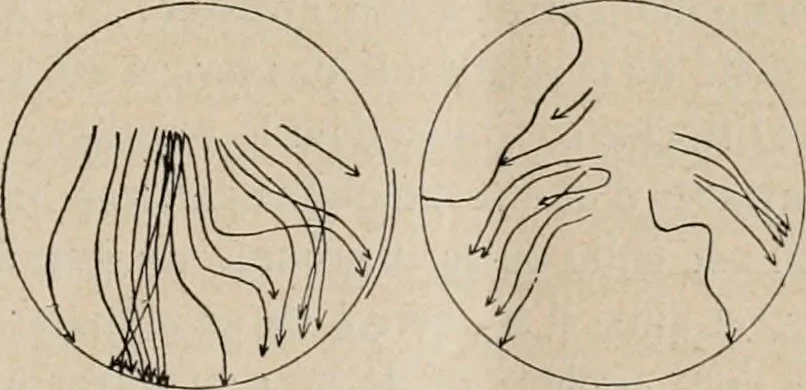 An illustration from Attractions & oscillations des animaux marines sous l'influence de la lumière. Recherches nouvelles relatives au phototactisme et au phototropisme, 1905, leaf 34