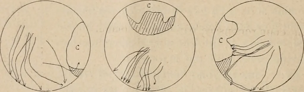 An illustration from Attractions & oscillations des animaux marines sous l'influence de la lumière. Recherches nouvelles relatives au phototactisme et au phototropisme, 1905, leaf 35