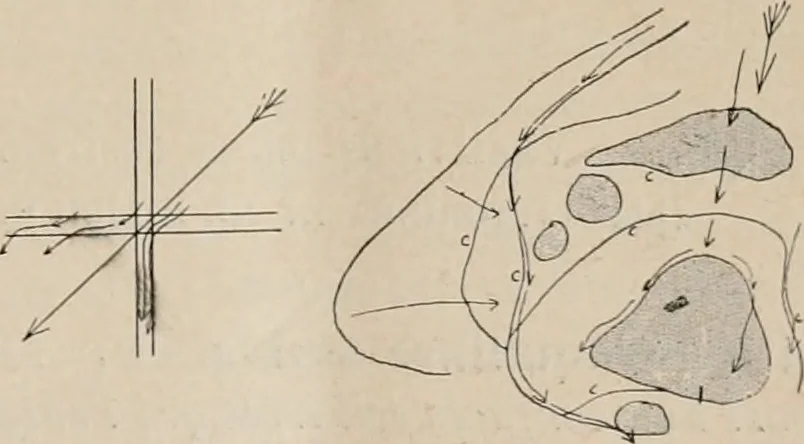 An illustration from Attractions & oscillations des animaux marines sous l'influence de la lumière. Recherches nouvelles relatives au phototactisme et au phototropisme, 1905, leaf 40