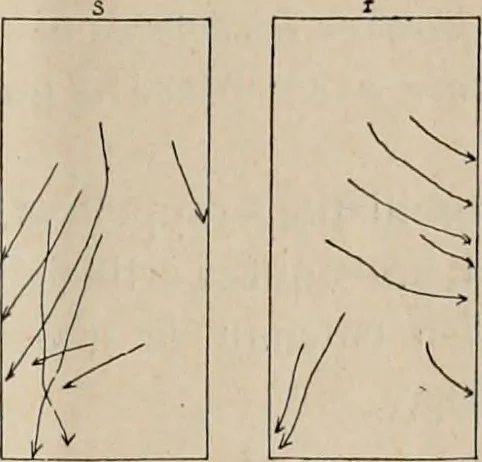 An illustration from Attractions & oscillations des animaux marines sous l'influence de la lumière. Recherches nouvelles relatives au phototactisme et au phototropisme, 1905, leaf 44