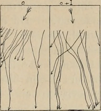An illustration from Attractions & oscillations des animaux marines sous l'influence de la lumière. Recherches nouvelles relatives au phototactisme et au phototropisme, 1905, leaf 46