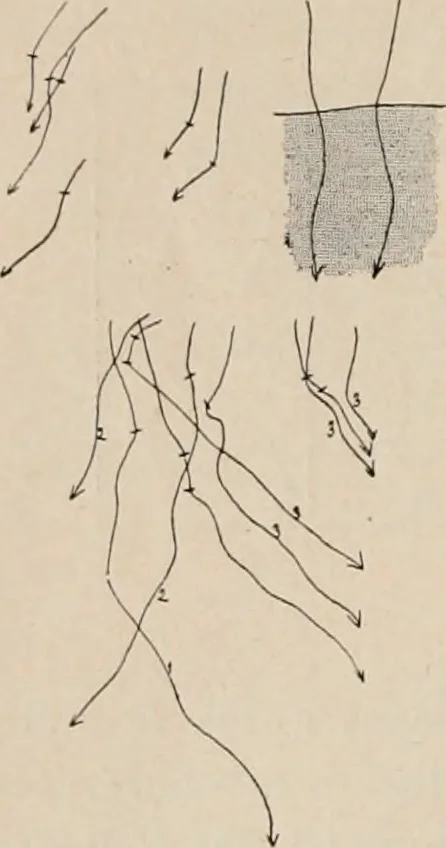 An illustration from Attractions & oscillations des animaux marines sous l'influence de la lumière. Recherches nouvelles relatives au phototactisme et au phototropisme, 1905, leaf 47