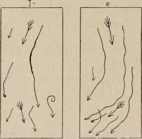 An illustration from Attractions & oscillations des animaux marines sous l'influence de la lumière. Recherches nouvelles relatives au phototactisme et au phototropisme, 1905, leaf 48
