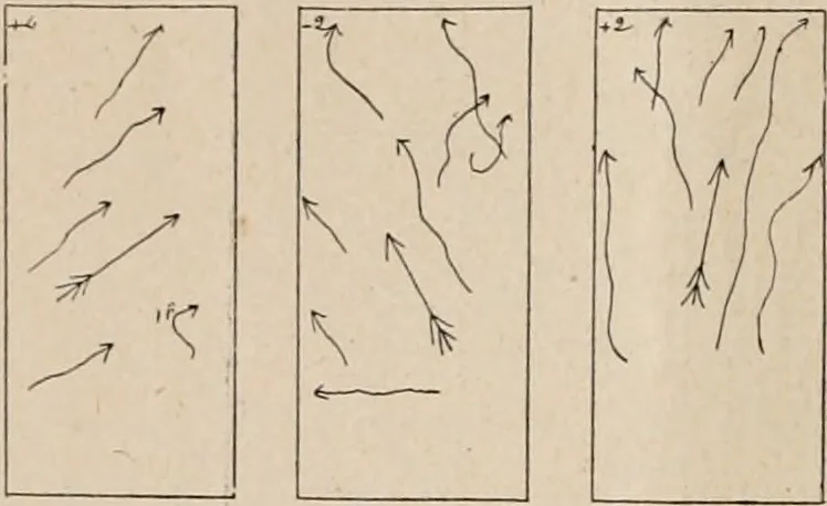 An illustration from Attractions & oscillations des animaux marines sous l'influence de la lumière. Recherches nouvelles relatives au phototactisme et au phototropisme, 1905, leaf 55