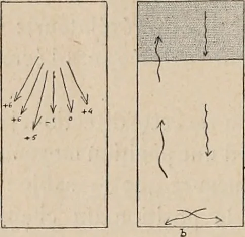 An illustration from Attractions & oscillations des animaux marines sous l'influence de la lumière. Recherches nouvelles relatives au phototactisme et au phototropisme, 1905, leaf 67