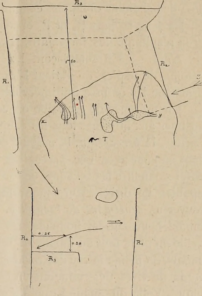 An illustration from Attractions & oscillations des animaux marines sous l'influence de la lumière. Recherches nouvelles relatives au phototactisme et au phototropisme, 1905, leaf 8