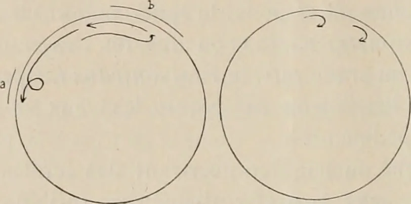 An illustration from Attractions & oscillations des animaux marines sous l'influence de la lumière. Recherches nouvelles relatives au phototactisme et au phototropisme, 1905, leaf 81