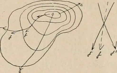 An illustration from Attractions & oscillations des animaux marines sous l'influence de la lumière. Recherches nouvelles relatives au phototactisme et au phototropisme, 1905, leaf 93