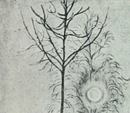 An illustration from Attraverso gli albi e le cartelle : sensazioni d'arte, 1904, leaf 76