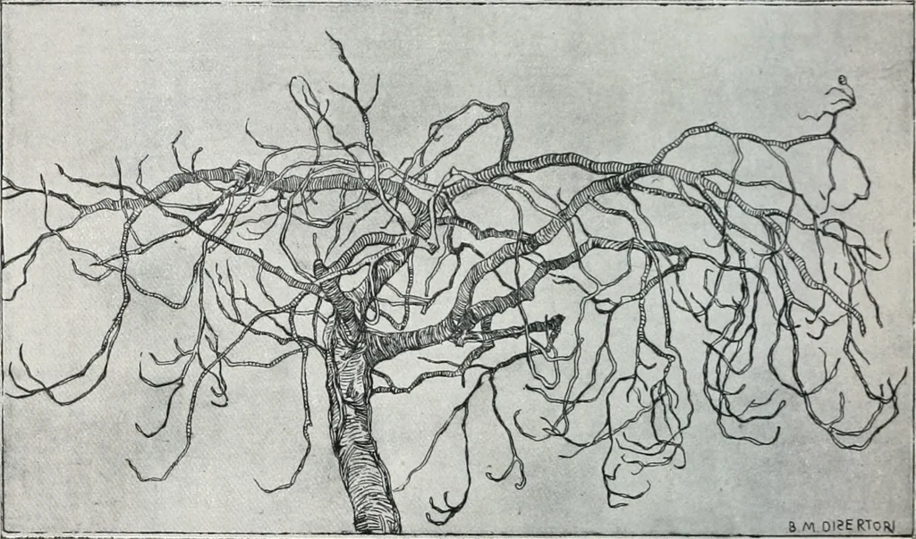 An illustration from Attraverso gli albi e le cartelle : sensazioni d'arte, 1904, leaf 121