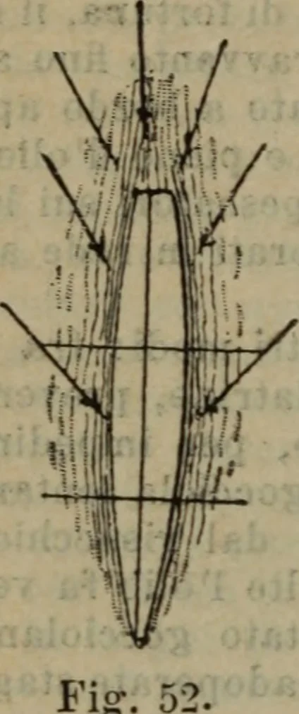 An illustration from Attrezzatura, manovra delle navi e segnalazioni marittime ... con 15 tavole lit. e 232 incisioni nel testo, 1894, leaf 347