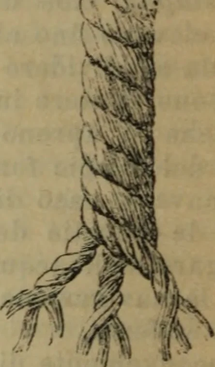 An illustration from Attrezzatura, manovra delle navi e segnalazioni marittime ... con 15 tavole lit. e 232 incisioni nel testo, 1894, leaf 51