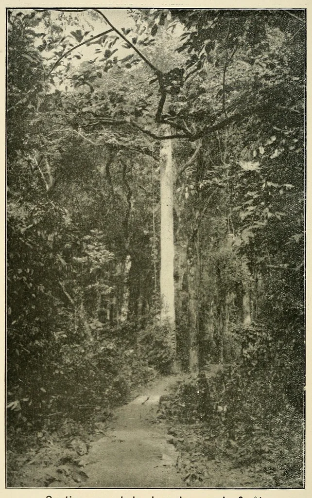 An illustration from Au Congo : carnet de campagne ; episodes & impressions de 1889 à 1897, 1913, leaf 392