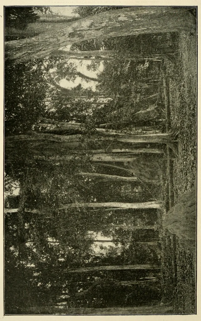 An illustration from Au Congo : carnet de campagne ; episodes & impressions de 1889 à 1897, 1913, leaf 44