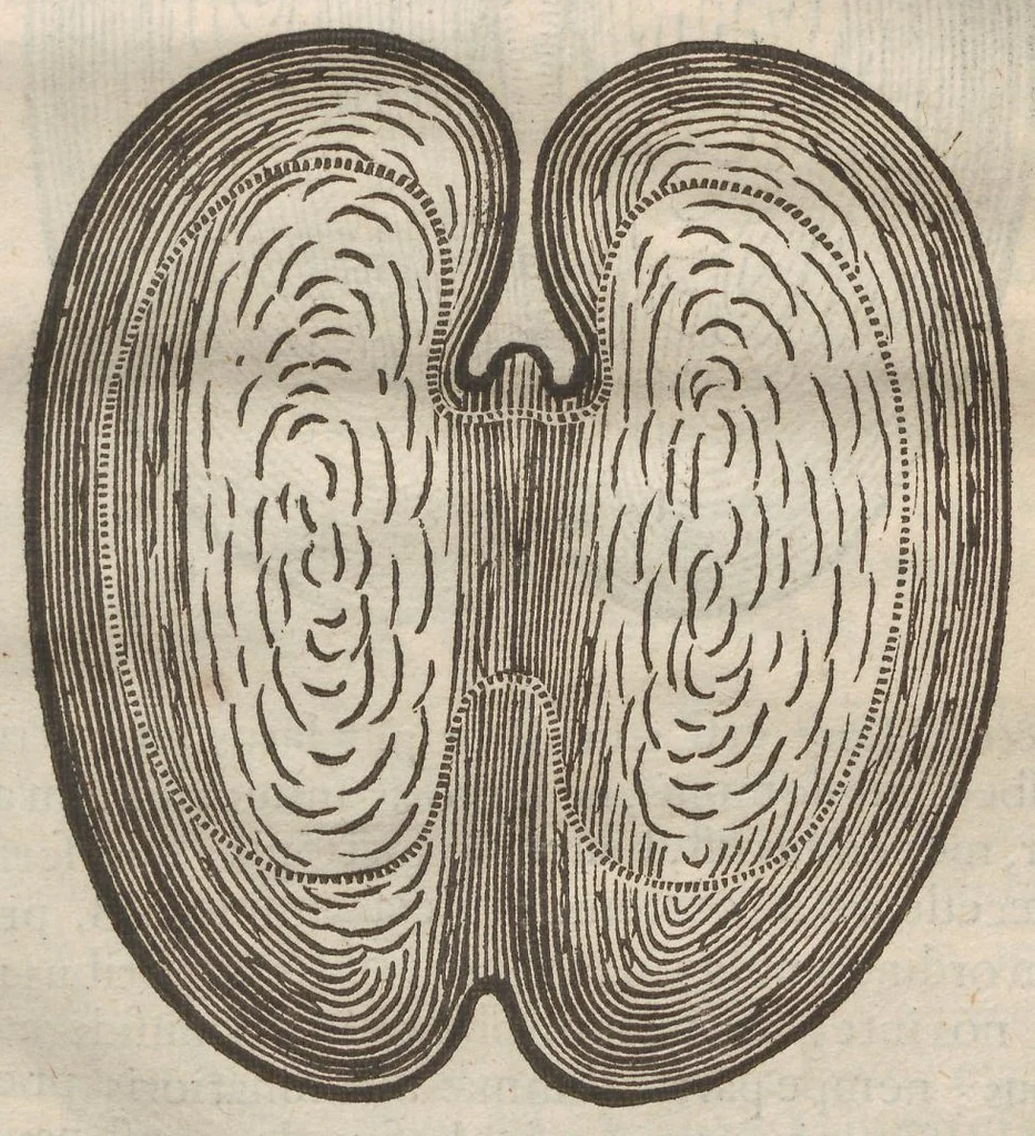 An illustration from Augerii Clutii M.D. Opuscula duo singularia. I. De nuce medica. II. De hemerobio sive ephemero insecto, & majali verme, 1634, leaf 75