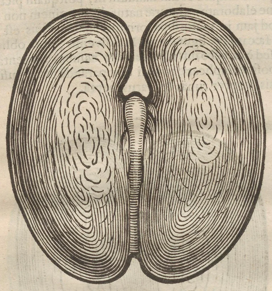 An illustration from Augerii Clutii M.D. Opuscula duo singularia. I. De nuce medica. II. De hemerobio sive ephemero insecto, & majali verme, 1634, leaf 76