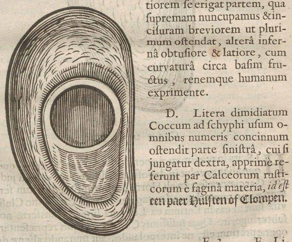 An illustration from Augerii Clutii M.D. Opuscula duo singularia. I. De nuce medica. II. De hemerobio sive ephemero insecto, & majali verme, 1634, leaf 77