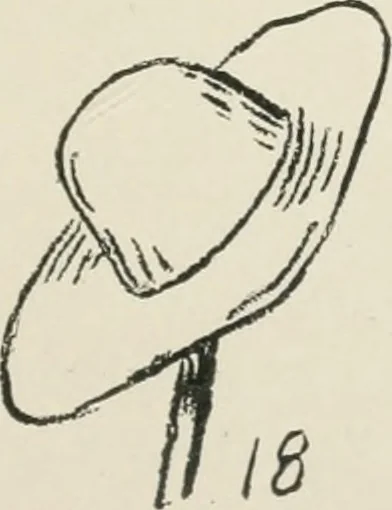 An illustration from Augsburg's drawing, book 2, 1901, leaf 100