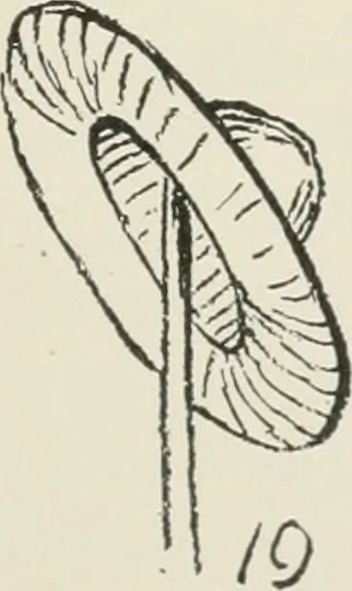 An illustration from Augsburg's drawing, book 2, 1901, leaf 100