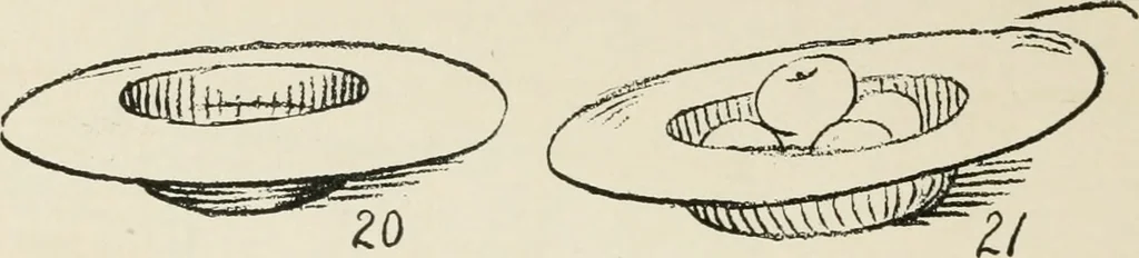 An illustration from Augsburg's drawing, book 2, 1901, leaf 101
