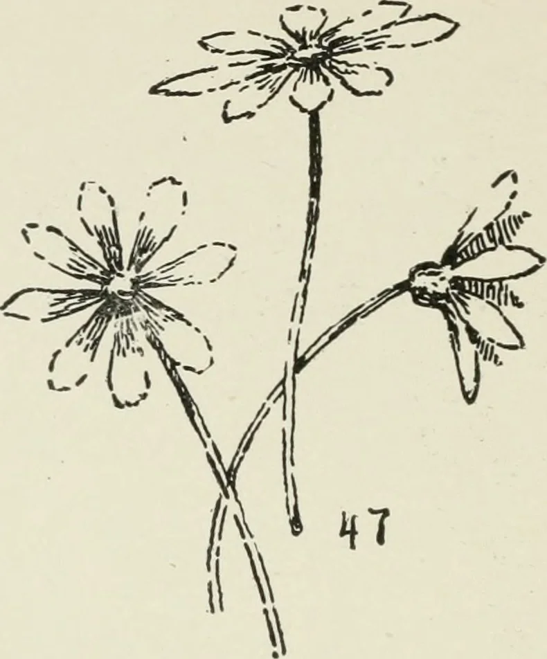 An illustration from Augsburg's drawing, book 2, 1901, leaf 107