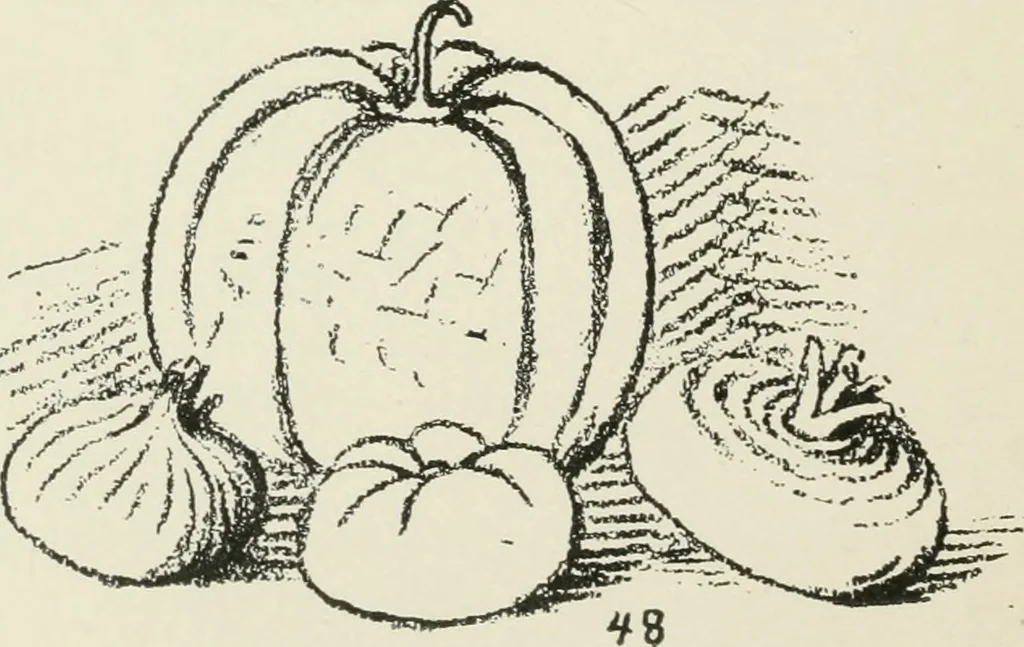 An illustration from Augsburg's drawing, book 2, 1901, leaf 107