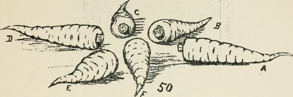 An illustration from Augsburg's drawing, book 2, 1901, leaf 110