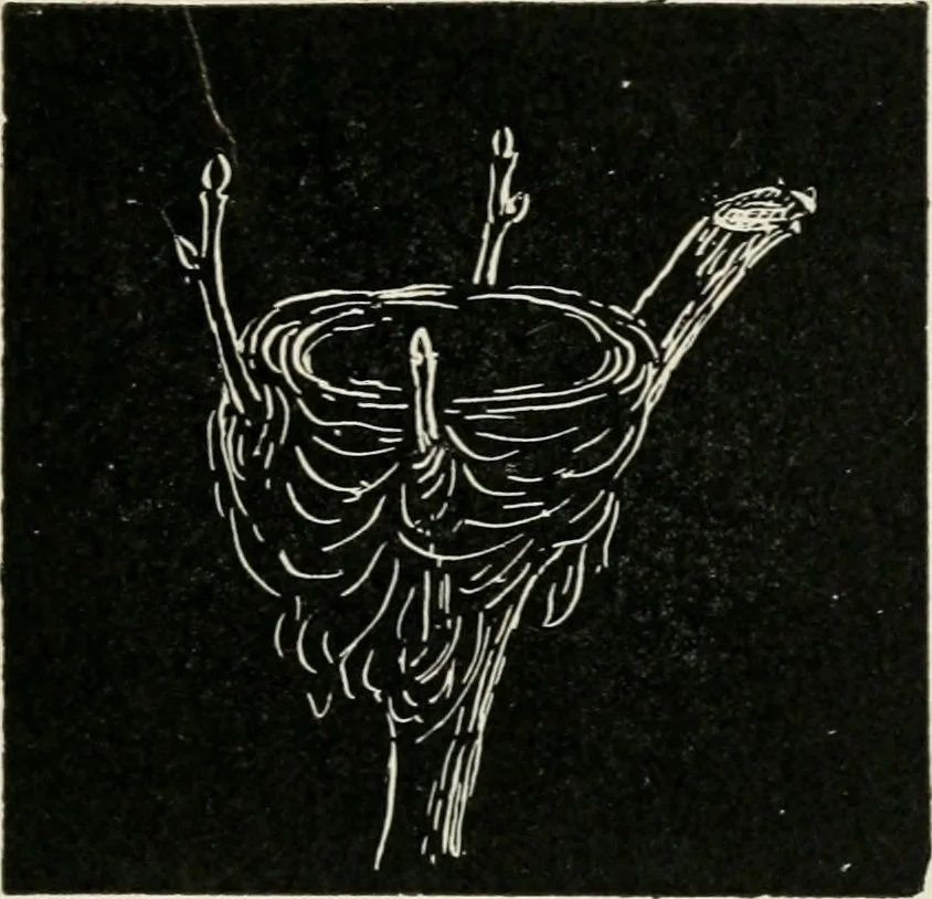 An illustration from Augsburg's drawing, book 2, 1901, leaf 122