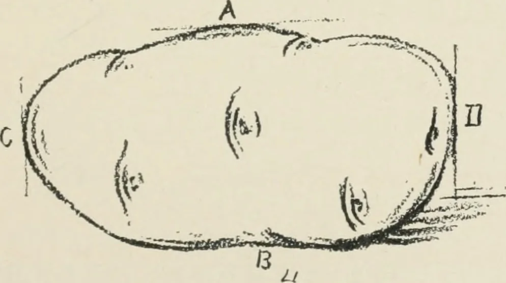 An illustration from Augsburg's drawing, book 2, 1901, leaf 126