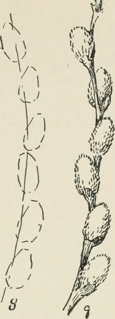 An illustration from Augsburg's drawing, book 2, 1901, leaf 128