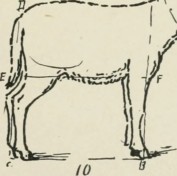 An illustration from Augsburg's drawing, book 2, 1901, leaf 128
