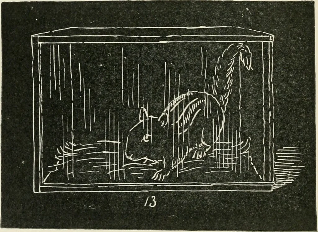 An illustration from Augsburg's drawing, book 2, 1901, leaf 129