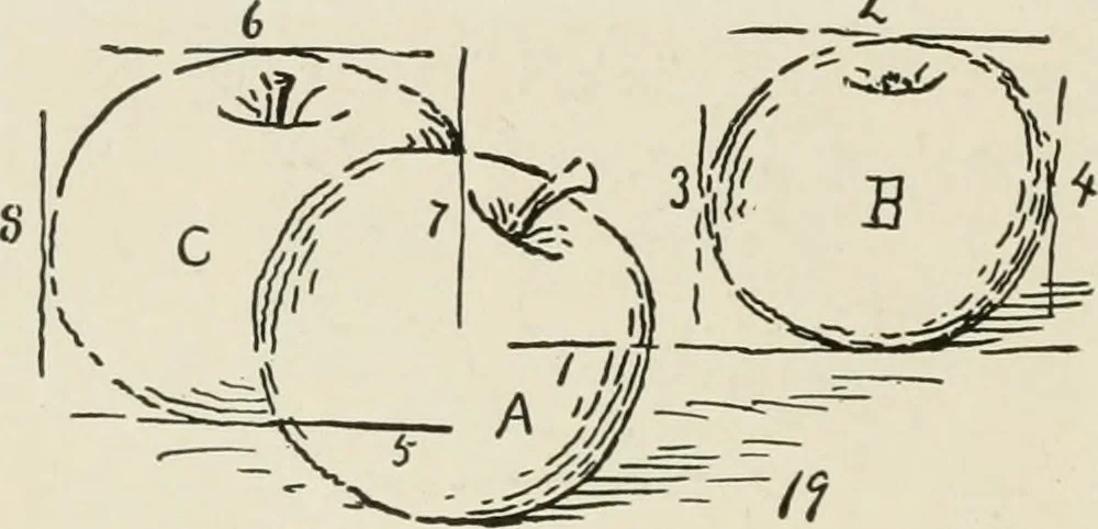 An illustration from Augsburg's drawing, book 2, 1901, leaf 133