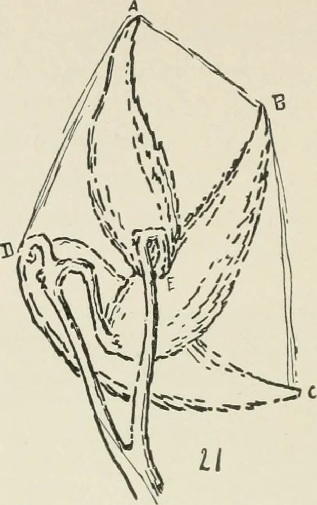 An illustration from Augsburg's drawing, book 2, 1901, leaf 135