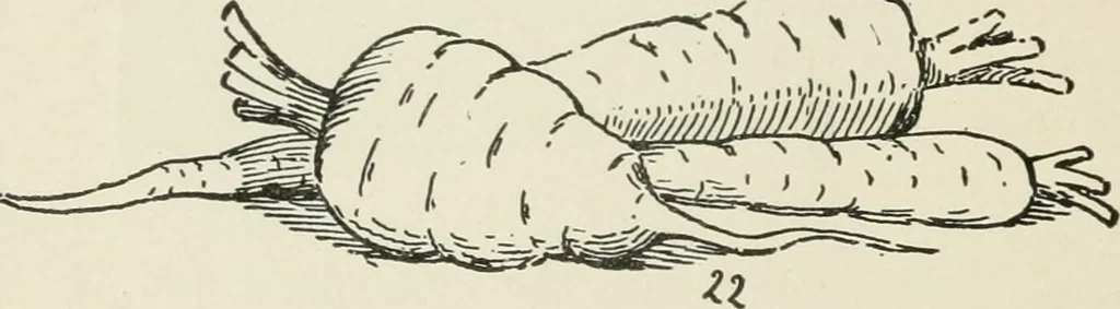 An illustration from Augsburg's drawing, book 2, 1901, leaf 135
