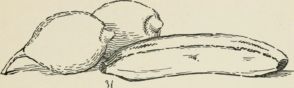 An illustration from Augsburg's drawing, book 2, 1901, leaf 136
