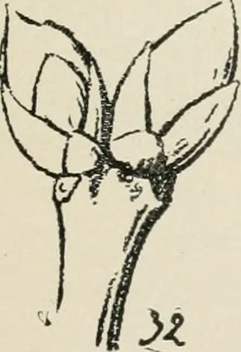 An illustration from Augsburg's drawing, book 2, 1901, leaf 136