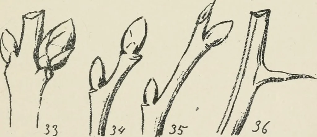 An illustration from Augsburg's drawing, book 2, 1901, leaf 136