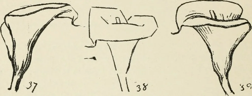 An illustration from Augsburg's drawing, book 2, 1901, leaf 137
